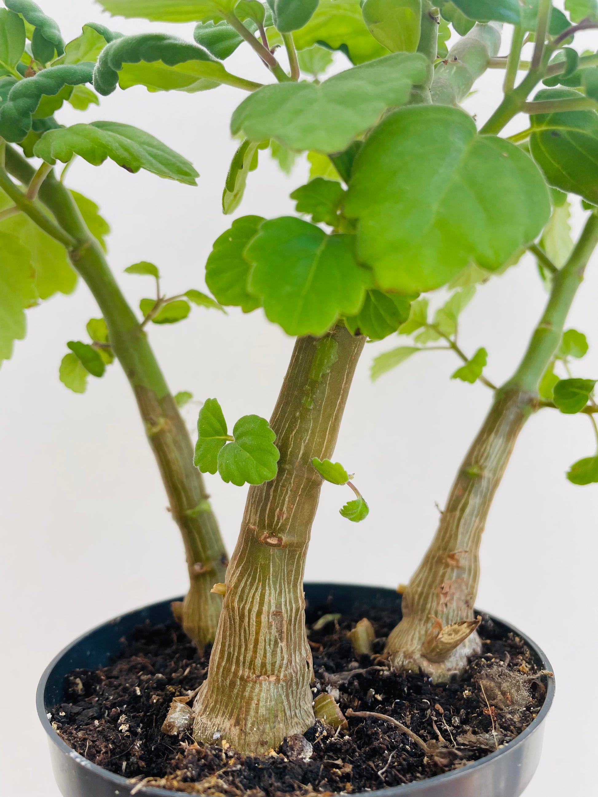 mint bonsai tree Plectranthus ernstii 'Bonsai Mint' – Spanne Plantesalg