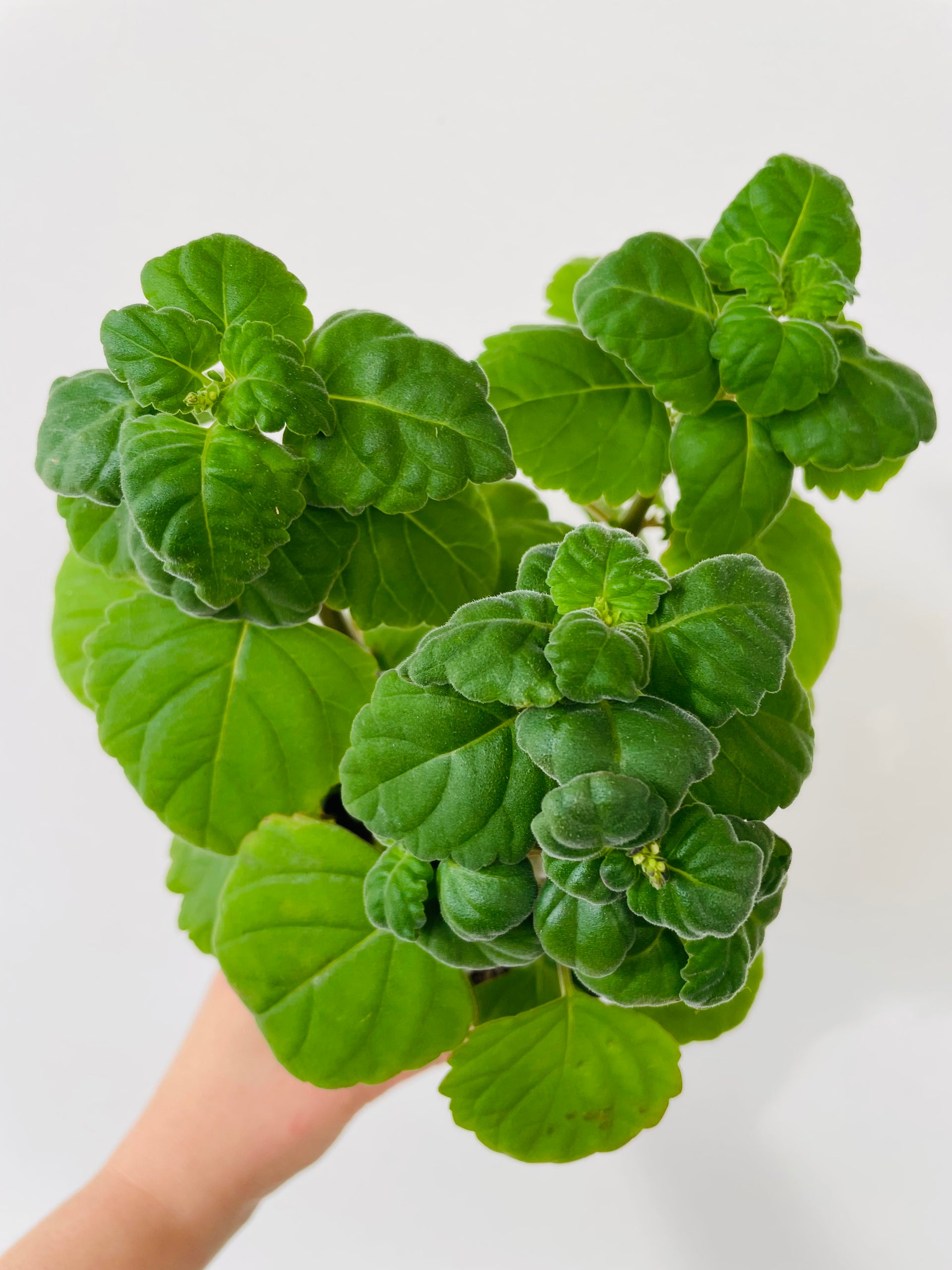 Plectranthus ernstii 'Bonsai Mint' – Spanne Plantesalg