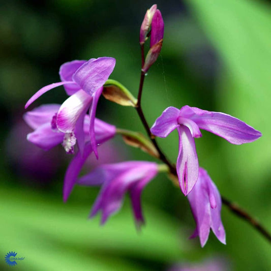 Bilde av Pleione bulbocodioides-Spanne Plantesalg