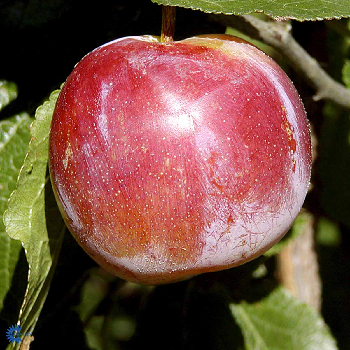 Bilde av Plomme Althans-Spanne Plantesalg