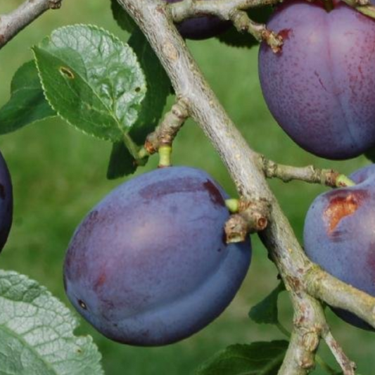 Bilde av Plomme Herman-Spanne Plantesalg