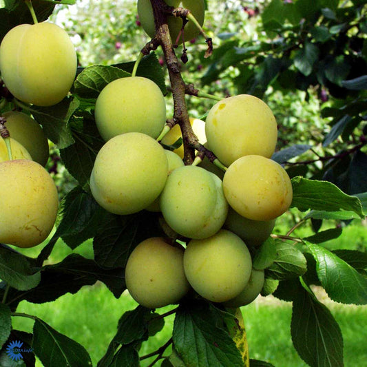 Bilde av Plomme Reine Claude d'Ouillins-Spanne Plantesalg