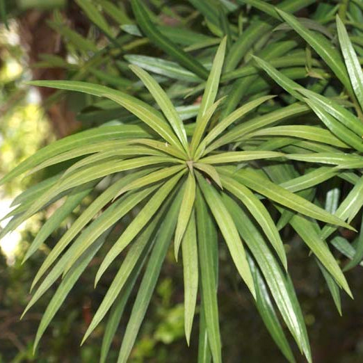 Bilde av Podocarpus macrophyllus-Spanne Plantesalg
