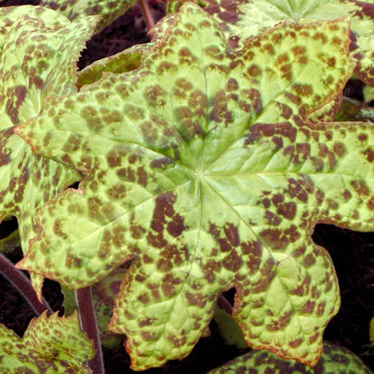 Bilde av Podophyllum 'Spotty Dotty'-Spanne Plantesalg