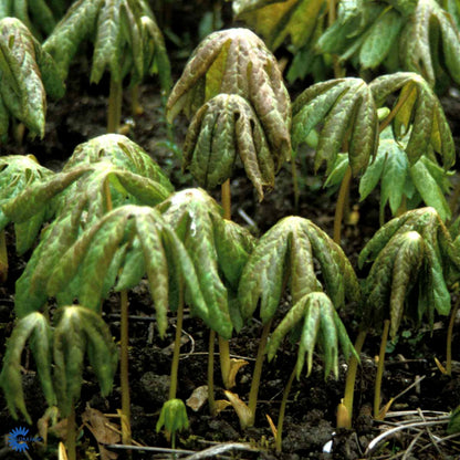 Bilde av Podophyllum 'Spotty Dotty'-Spanne Plantesalg