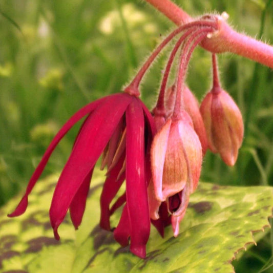 Bilde av Podophyllum 'Spotty Dotty'-Spanne Plantesalg