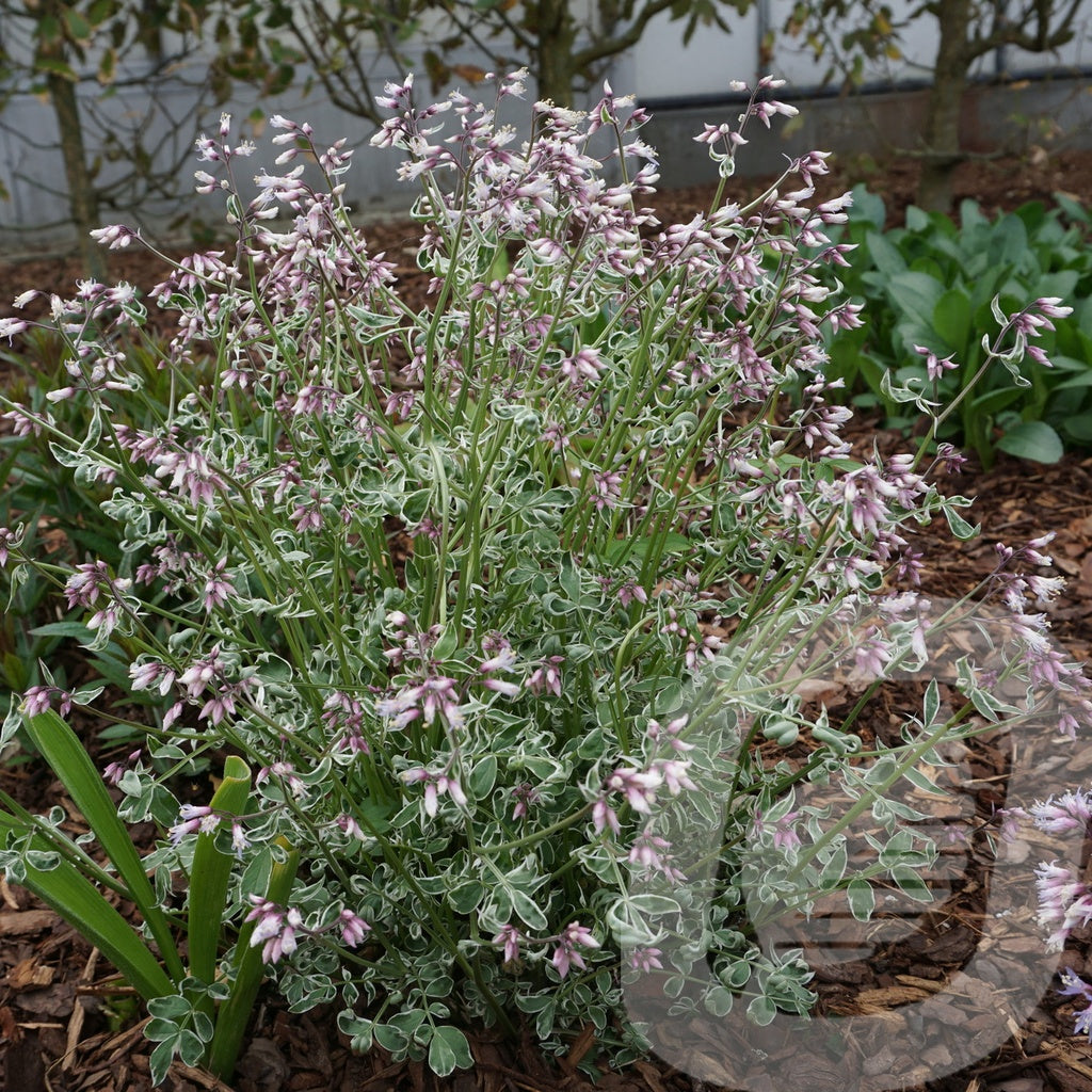 Bilde av Polemonium Reptans Touch Of Class-Spanne Plantesalg