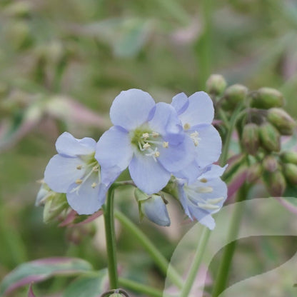 Bilde av Polemonium rep. Stairway to Heaven-Spanne Plantesalg