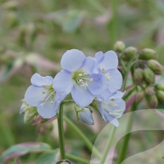 Bilde av Polemonium rep. Stairway to Heaven-Spanne Plantesalg