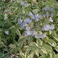 Bilde av POLEMONIUM REPTANS TOUCH OF CLASS-Spanne Plantesalg