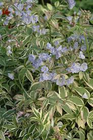 Bilde av POLEMONIUM REPTANS TOUCH OF CLASS-Spanne Plantesalg