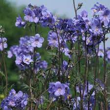 Bilde av POLEMONIUM YEZOENSE BRESSINGHAM PURPLE-Spanne Plantesalg