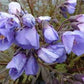 Bilde av POLEMONIUM YEZOENSE HEAVEN SCENT-Spanne Plantesalg
