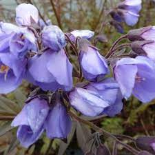 Bilde av POLEMONIUM YEZOENSE HEAVEN SCENT-Spanne Plantesalg
