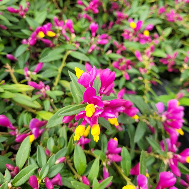 Bilde av Polygala chamaebuxus ' Grandiflora'-Spanne Plantesalg