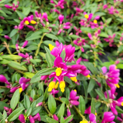 Bilde av Polygala chamaebuxus ' Grandiflora'-Spanne Plantesalg