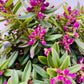Bilde av Polygala ‘Grandiflora’-Spanne Plantesalg