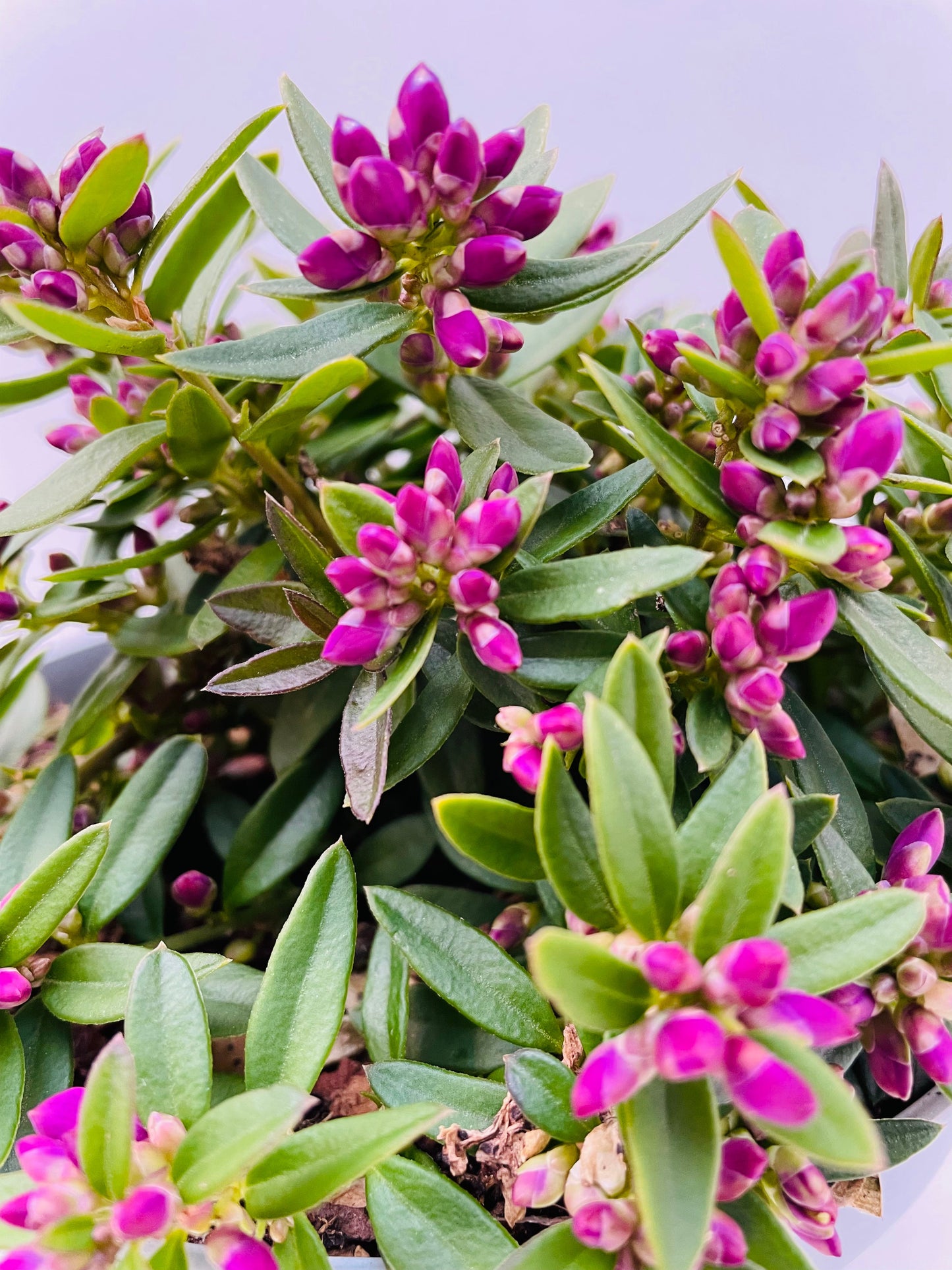 Bilde av Polygala ‘Grandiflora’-Spanne Plantesalg