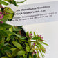 Bilde av Polygala ‘Grandiflora’-Spanne Plantesalg