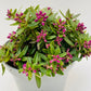 Bilde av Polygala ‘Grandiflora’-Spanne Plantesalg
