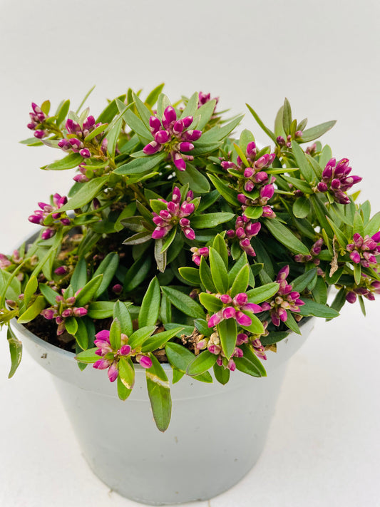 Bilde av Polygala ‘Grandiflora’-Spanne Plantesalg