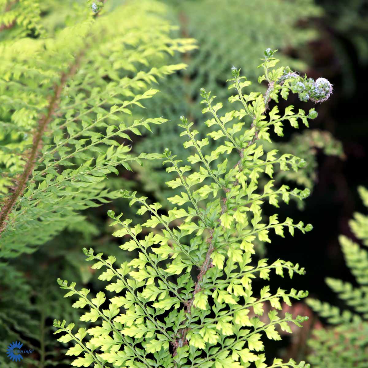 Bilde av Polystichum set. 'Herrenhausen'-Spanne Plantesalg