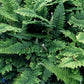 Bilde av Polystichum set. 'Plumoso-densum'-Spanne Plantesalg