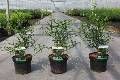 Bilde av PONCIRUS TRIFOLIATA-Spanne Plantesalg