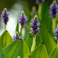 Bilde av PONTEDERIA CORDATA-Spanne Plantesalg