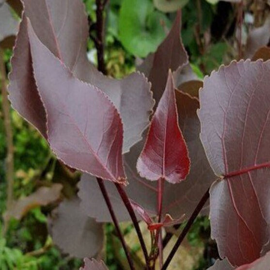 Bilde av Populus deltoides 'Purple Tower'-Spanne Plantesalg