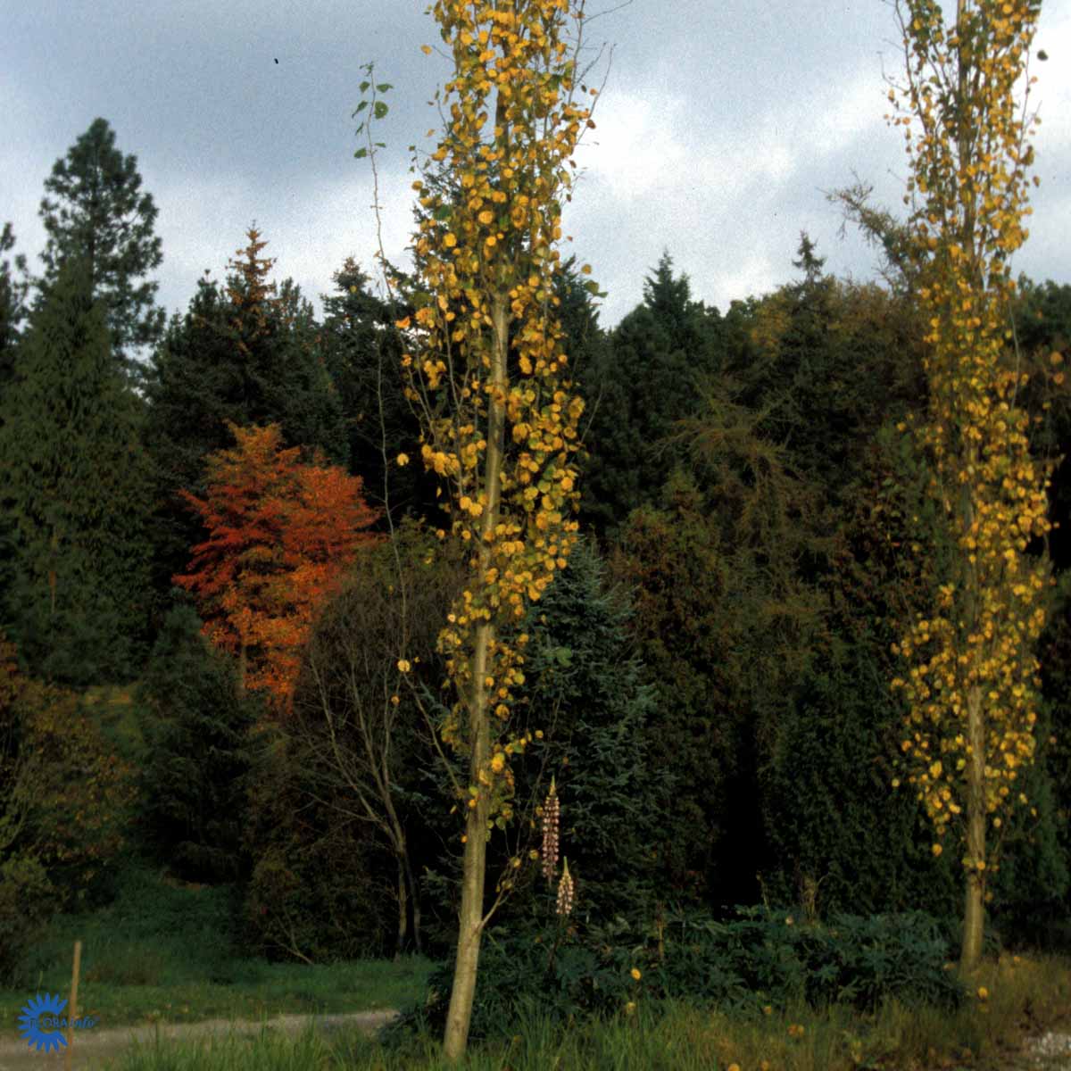 Bilde av Populus tremula 'Erecta'-Spanne Plantesalg