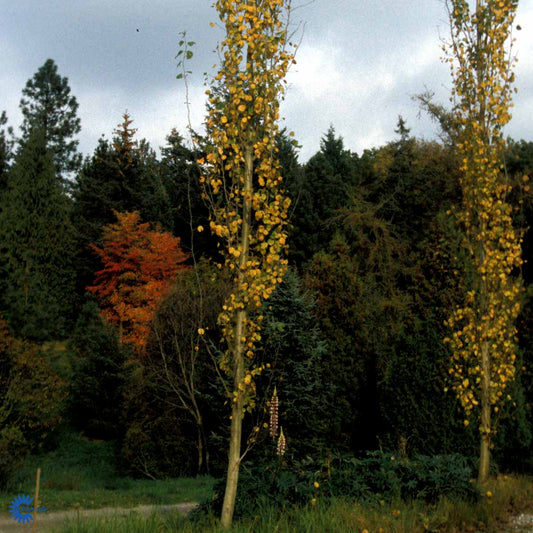 Bilde av Populus tremula 'Erecta'-Spanne Plantesalg