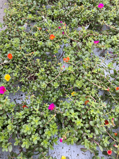 Bilde av Portulaca umbraticola Trio-Spanne Plantesalg