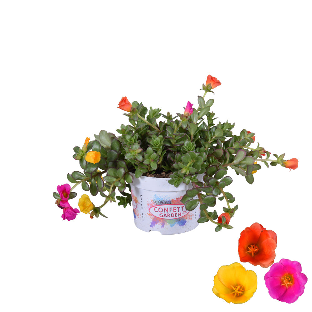 Bilde av Portulaca umbraticola Trio-Spanne Plantesalg