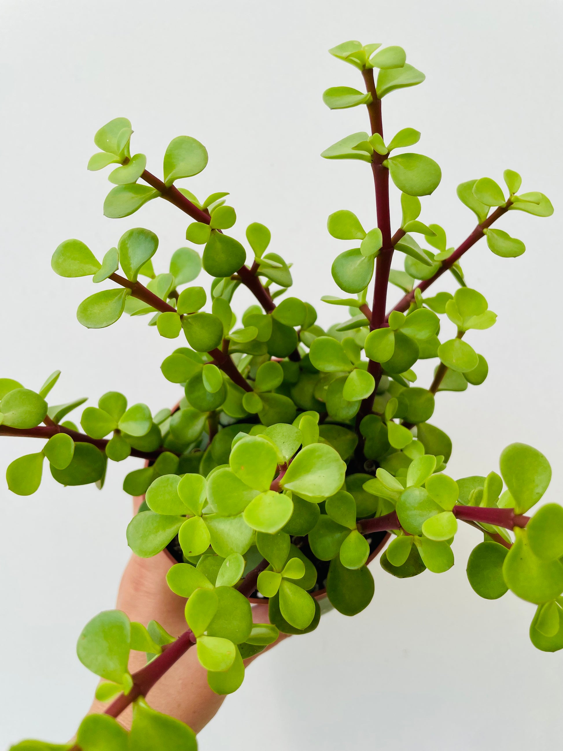 Bilde av Portulacaria afra-Spanne Plantesalg
