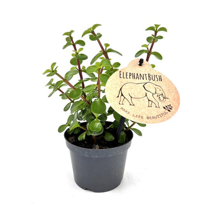 Bilde av Portulacaria afra-Spanne Plantesalg