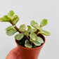 Bilde av Portulacaria afra variegata-Spanne Plantesalg