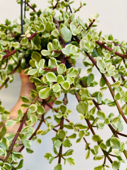 Bilde av Portulacaria afra variegata-Spanne Plantesalg