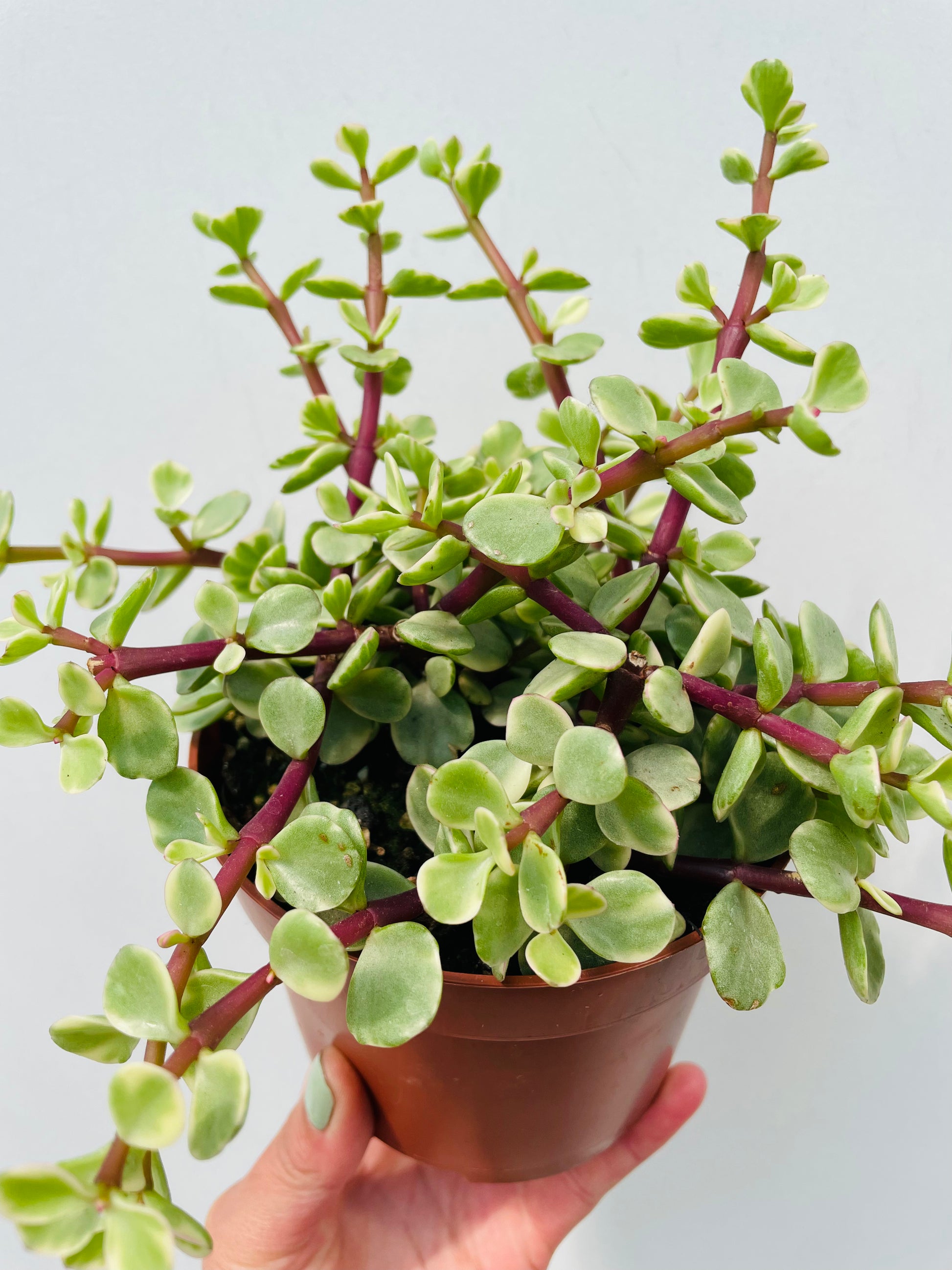 Bilde av Portulacaria afra variegata-Spanne Plantesalg