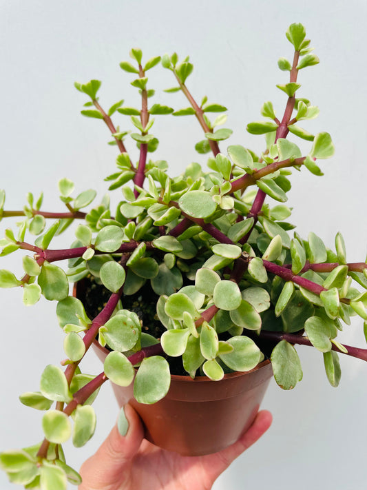 Portulacaria afra variegata