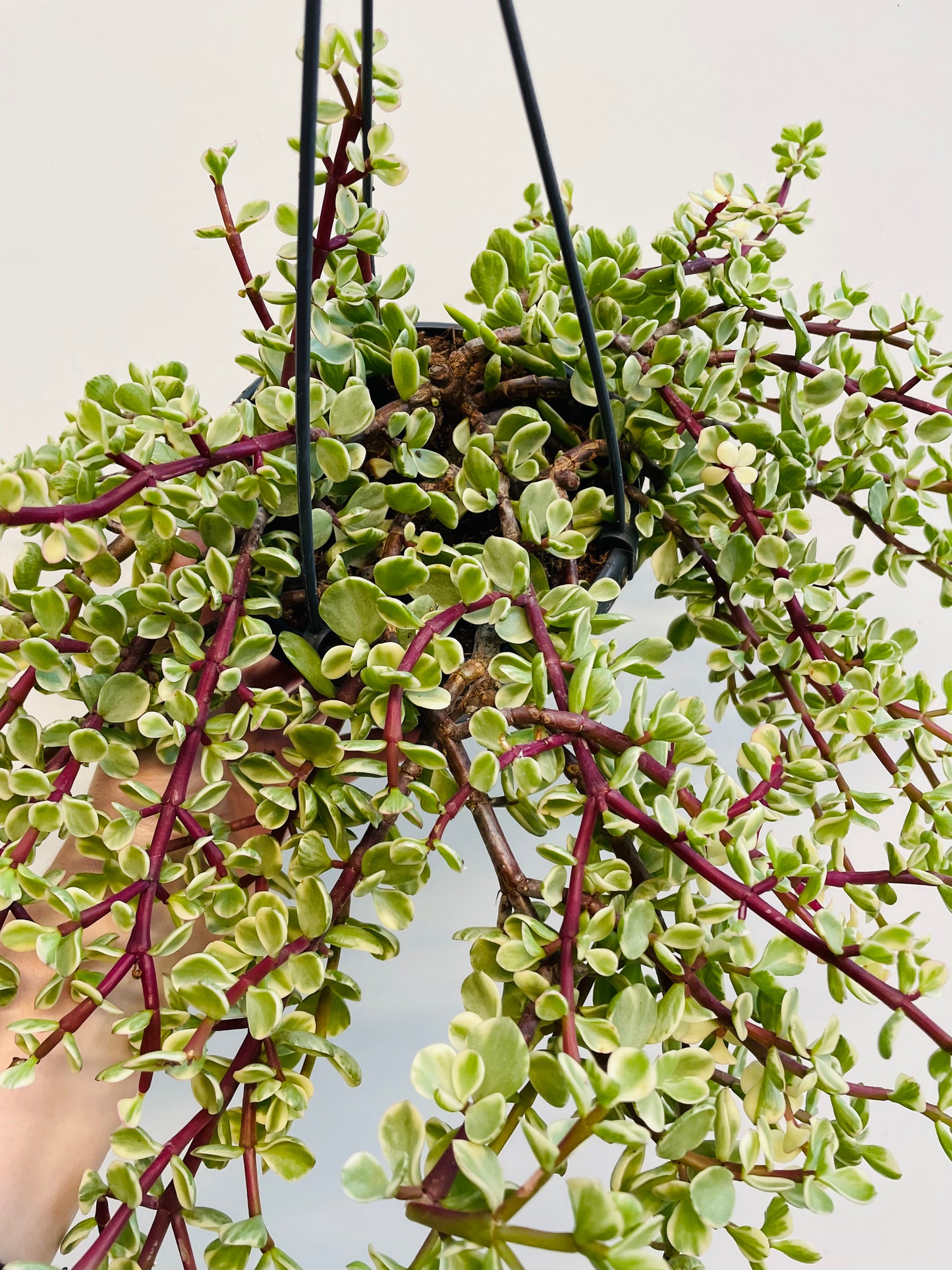 Bilde av Portulacaria afra variegata-Spanne Plantesalg