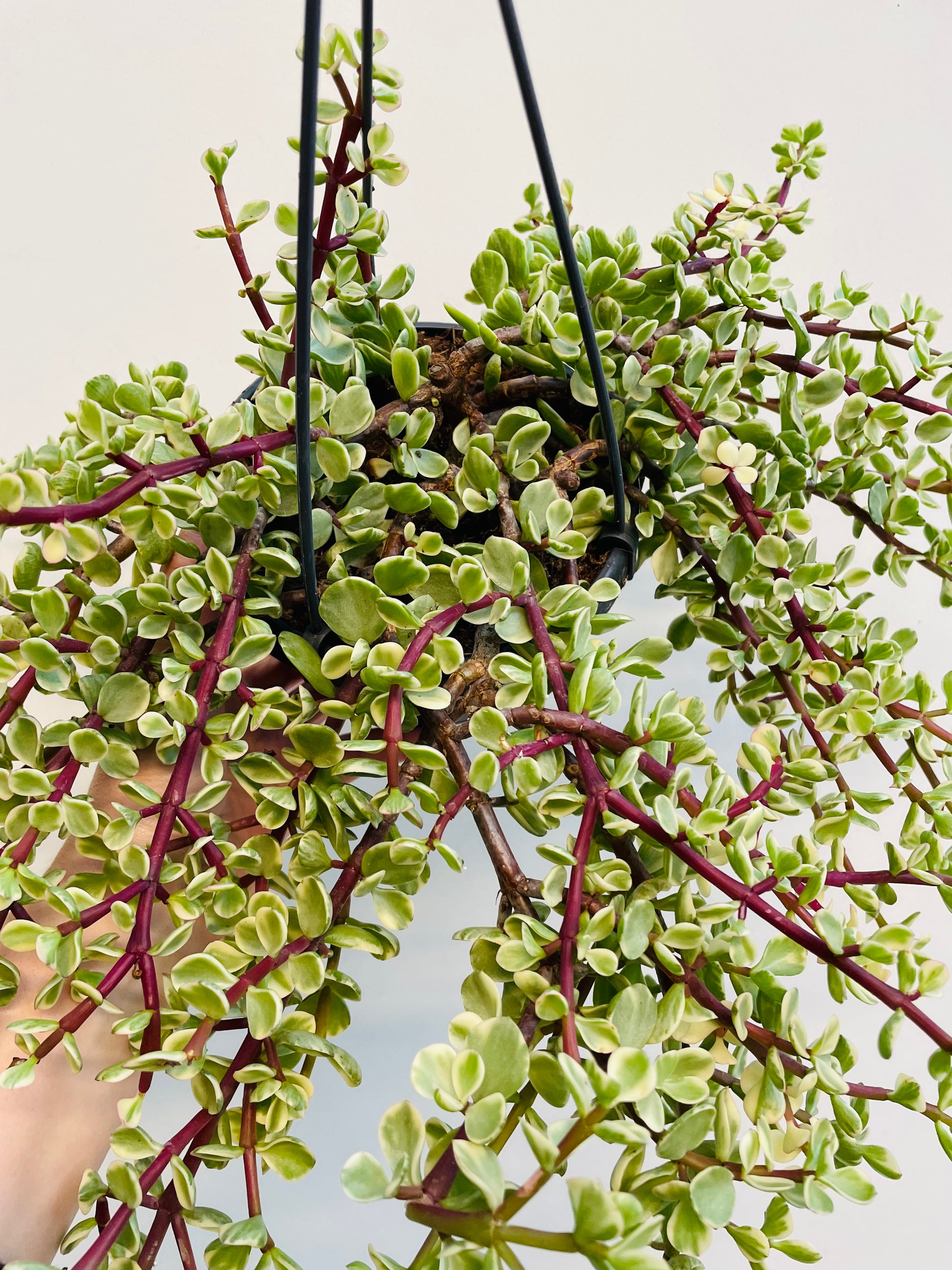 Bilde av Portulacaria afra variegata-Spanne Plantesalg