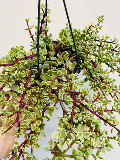 Bilde av Portulacaria afra variegata-Spanne Plantesalg