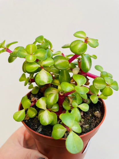 Bilde av Portulacaria afra variegata ‘Mediopicta’-Spanne Plantesalg