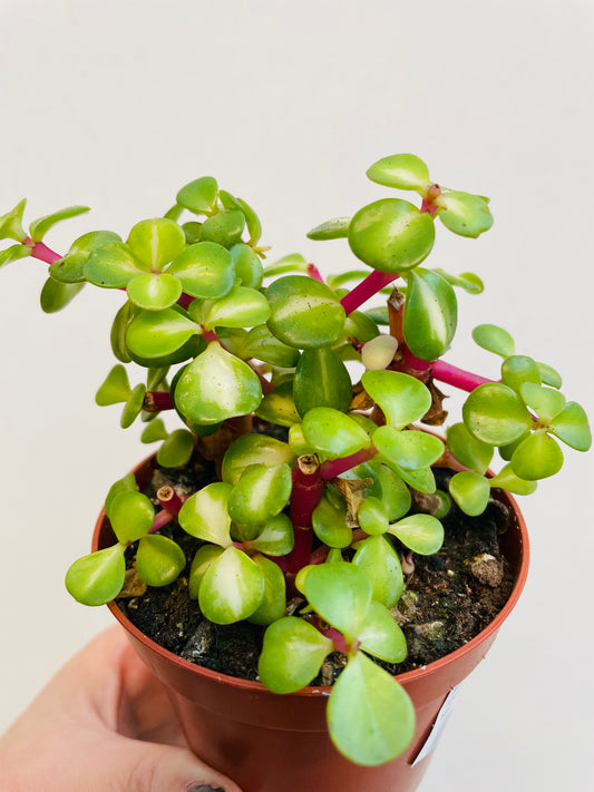 Bilde av Portulacaria afra variegata ‘Mediopicta’-Spanne Plantesalg