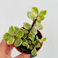 Bilde av Portulacaria afra variegata-Spanne Plantesalg