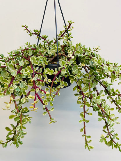 Bilde av Portulacaria afra variegata-Spanne Plantesalg