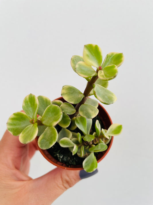 Bilde av Portulacaria afra variegata-Spanne Plantesalg