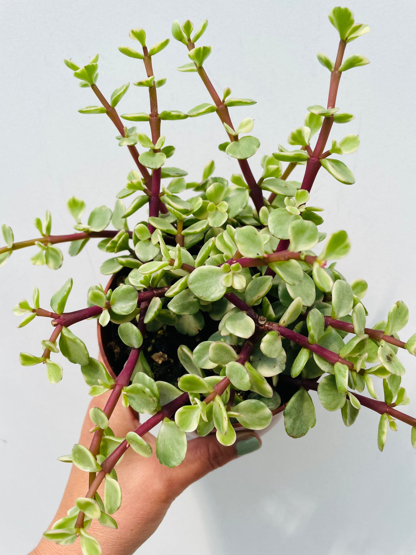 Bilde av Portulacaria afra variegata-Spanne Plantesalg