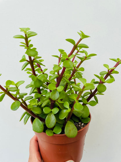 Bilde av Portulacaria afra-Spanne Plantesalg
